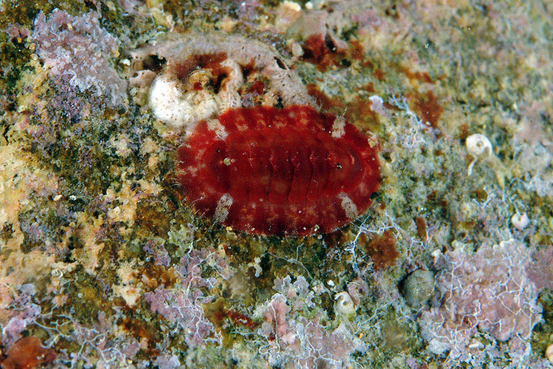 Callochiton septemvalvis